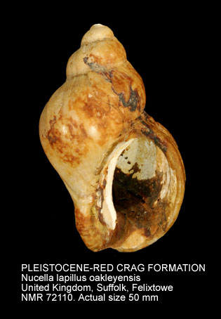PLEISTOCENE-RED CRAG FORMATION Nucella lapillus oakleyensis.jpg - PLEISTOCENE-RED CRAG FORMATION Nucella lapillus oakleyensis (Harmer)